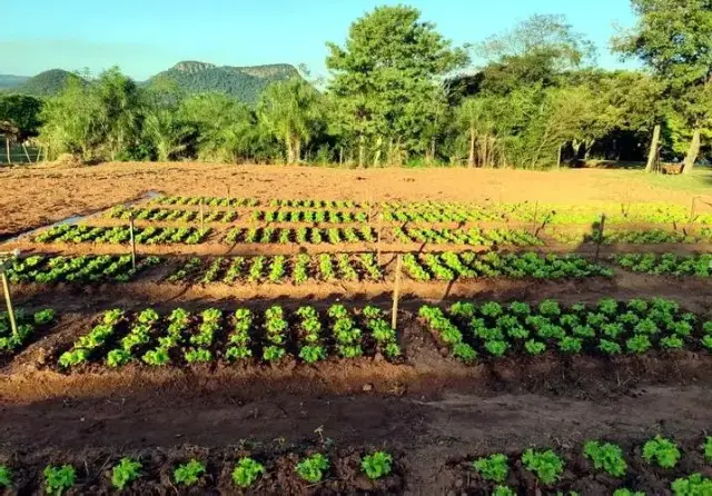 Huerta propia